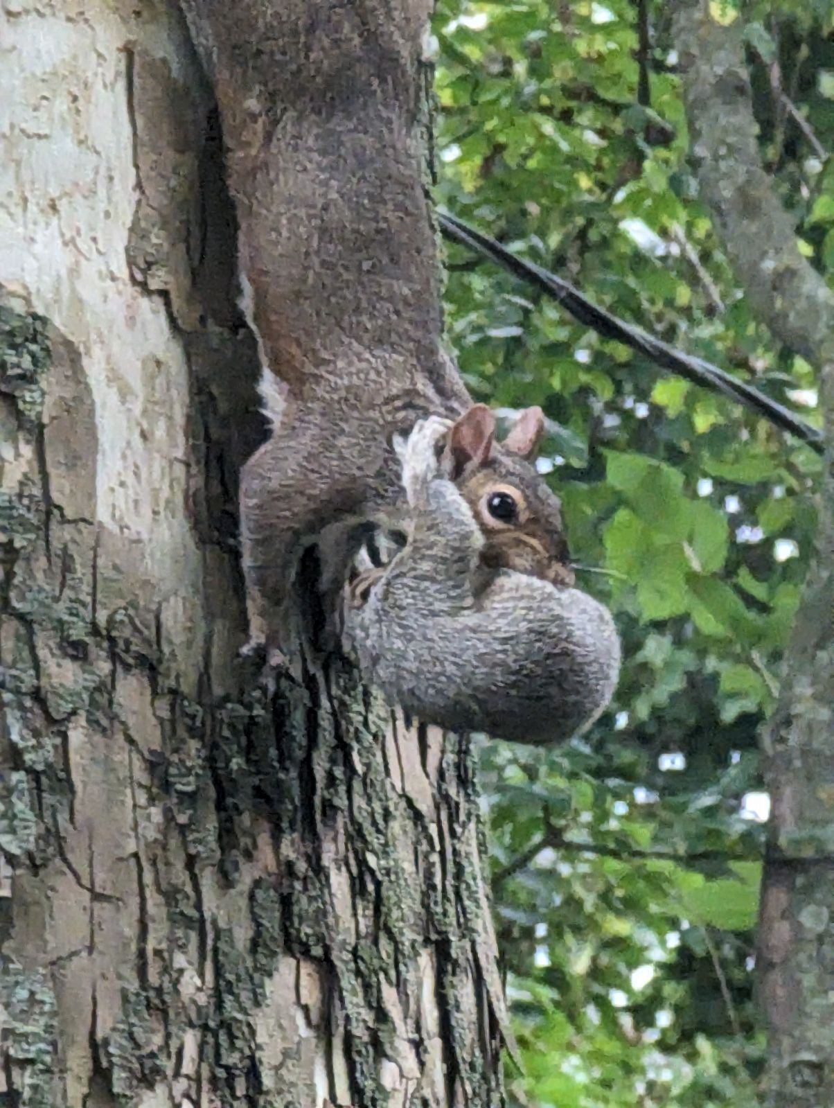 It's a squirrel eat squirrel world