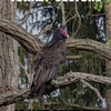 Unamused Turkey-Vulture