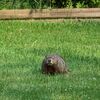 Angry beaver, uhm, I mean groundhogs