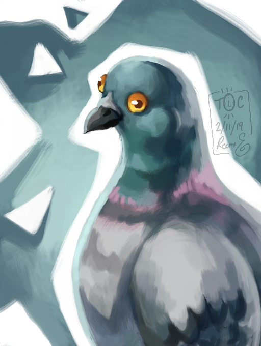 pigeon sketch
