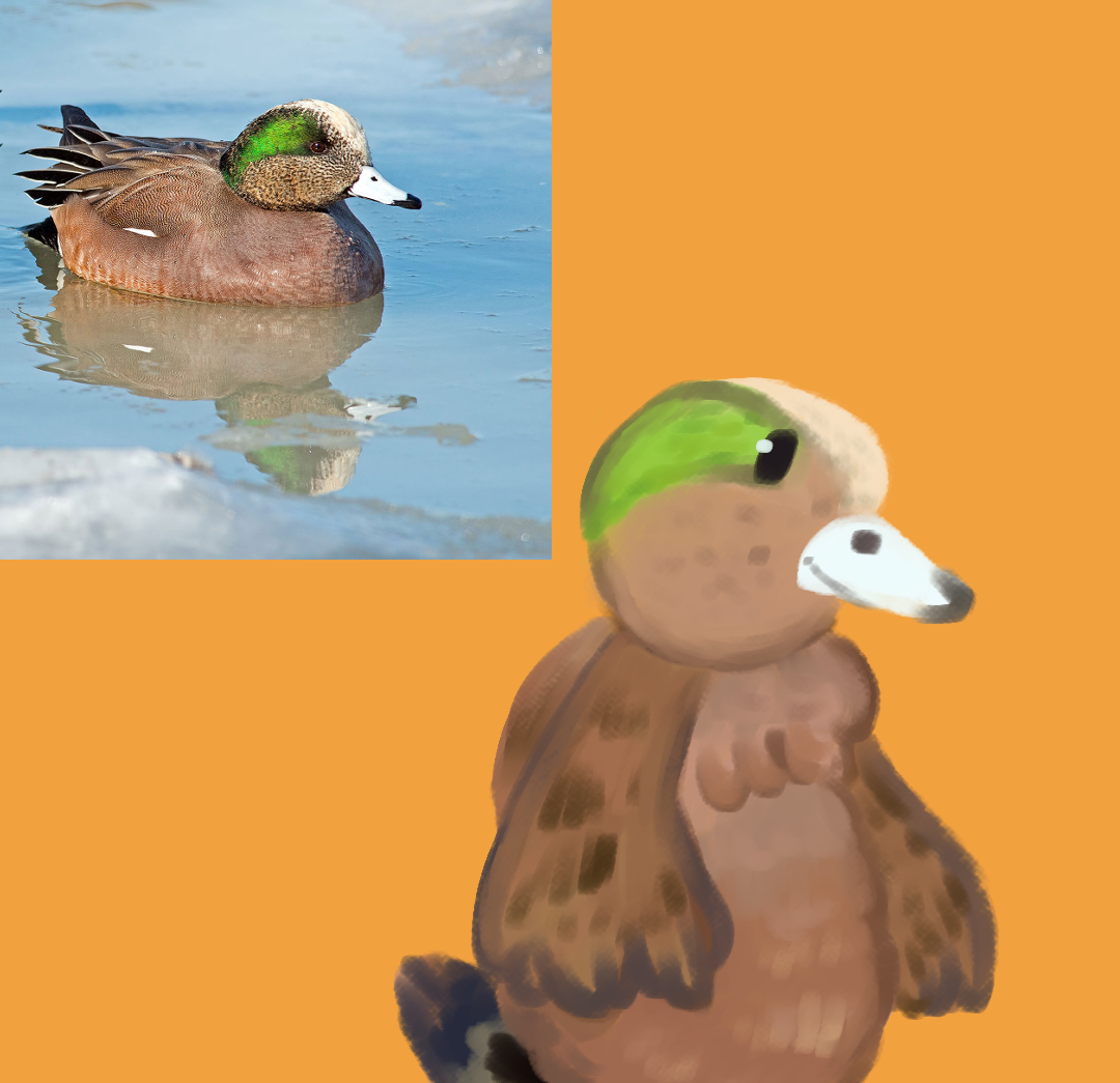 Anthro Wigeon