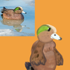 Anthro Wigeon