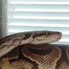 Chocolate the Ball Python