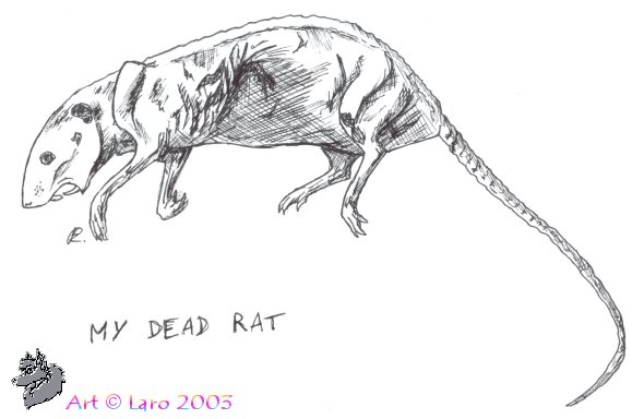 My dead rat