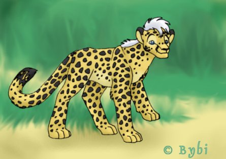 Cheetah!