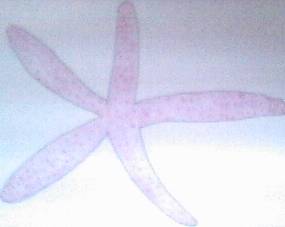 Sea Star