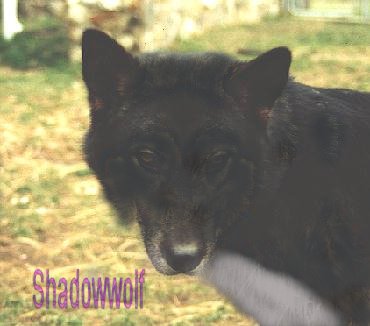 Look its Shadowwolf