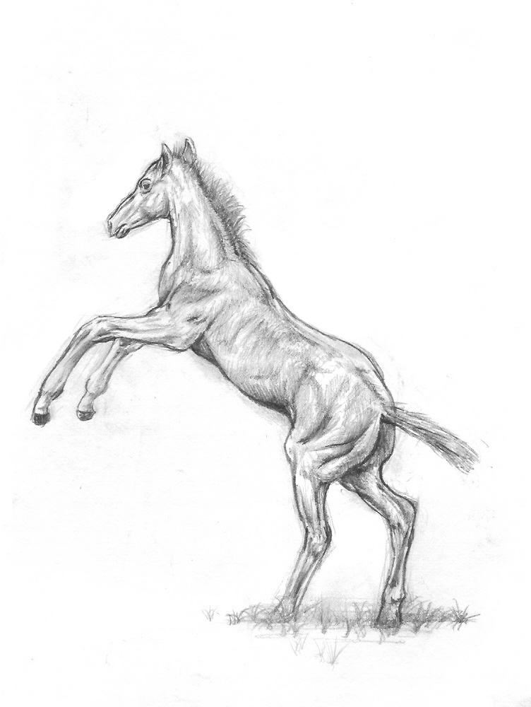 sketch of a foal