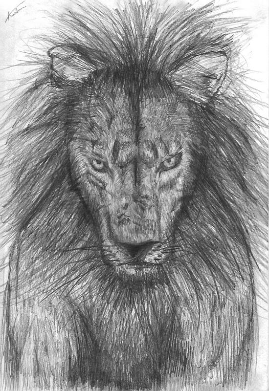 Lion Portrait