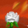 The White Rose Of The Apocolypse