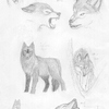 Wolf sketches
