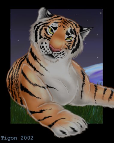 Tiger night