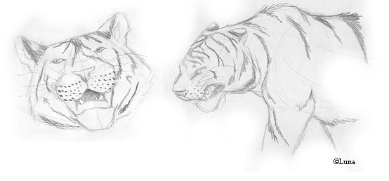 Sketchy Tigers