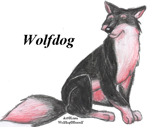 Wolf Dog Art Trade