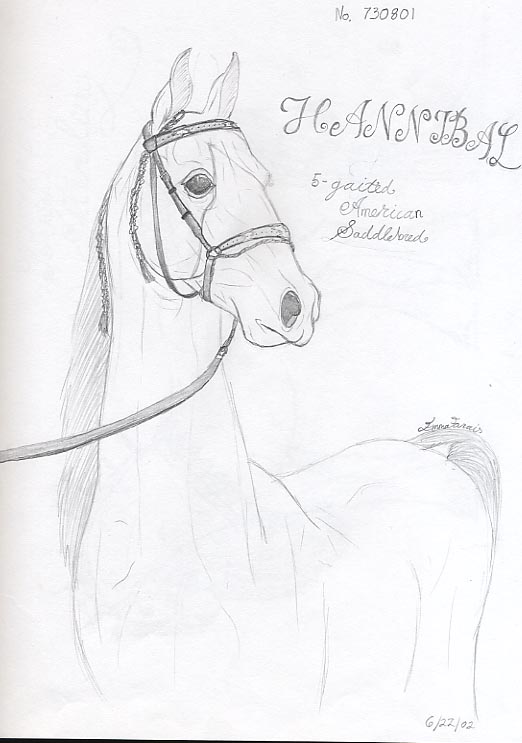 Hannibal The Saddlebred