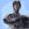 Oekaki Rabbit