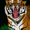 Roaring Tiger... in colour.