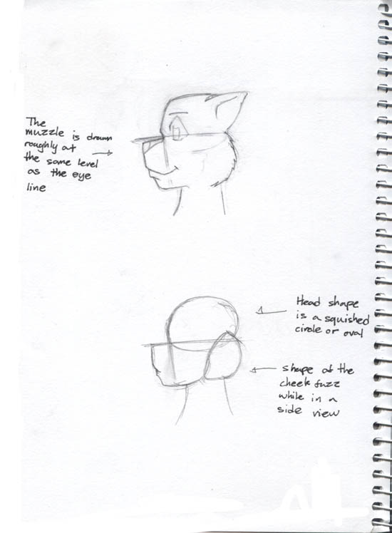 Anthro Cat Notes pg.2 (Male)