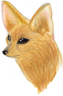 Fennecs Fox