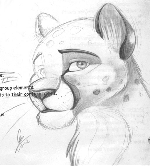 Cheetah sketch