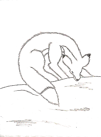 Snow Fox