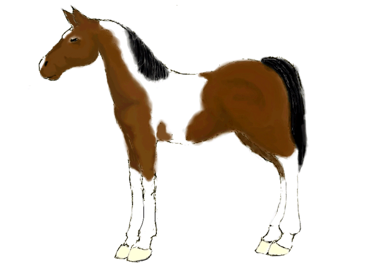 Pinto Saddlebred