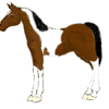 Pinto Saddlebred