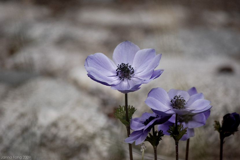purple anemones