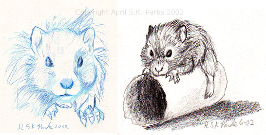 Hamster sketches