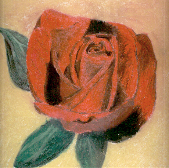 A rose