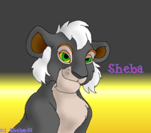 Sheba lioness