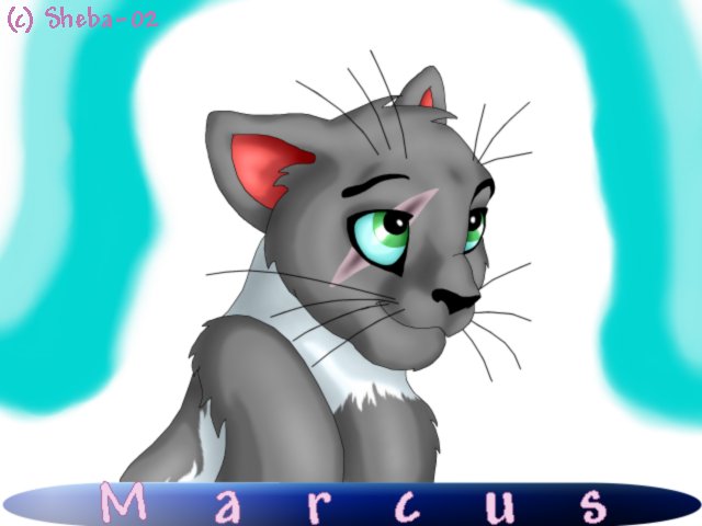 Marcus the Kittie