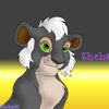 Sheba lioness