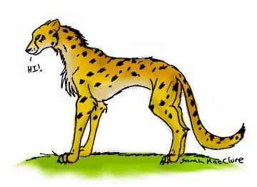 cheetah attempt.