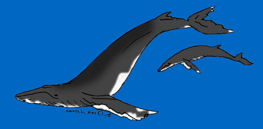 two humpbacks