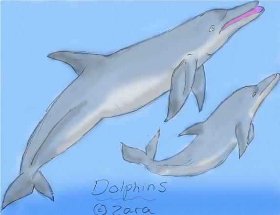 dolphins!!