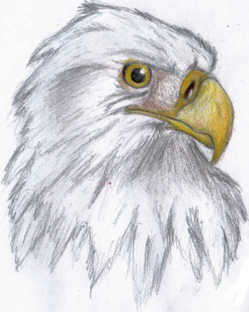 An Eagle named Lanakila