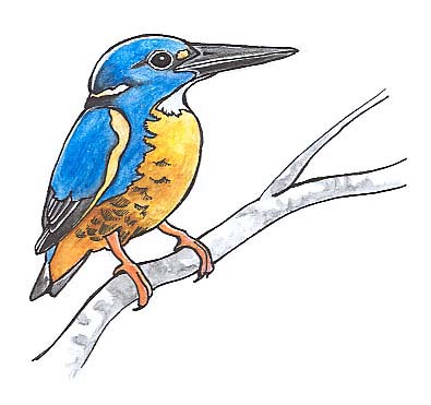 Kingfisher