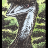 Mountain Emu of Doom