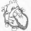 The Human Heart