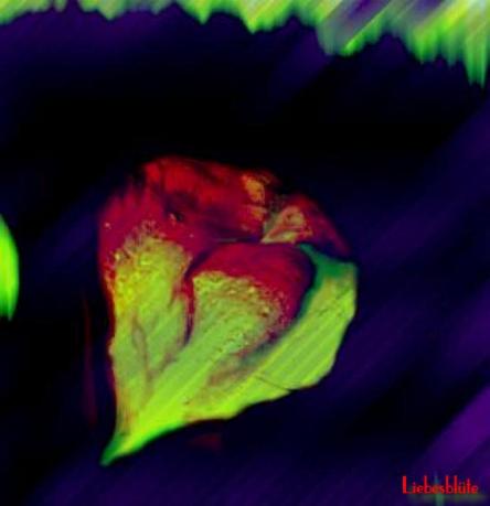 Liebesblüte / flower of love