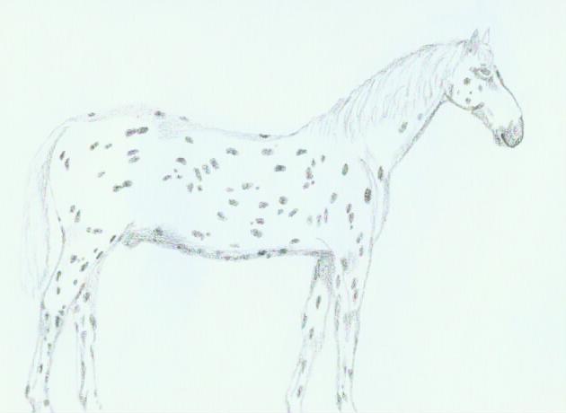 Appaloosa