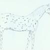 Appaloosa