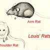 Louis' rats