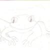The rough draft frog