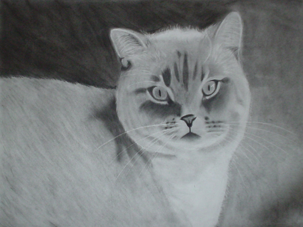Charcoal cat drawing
