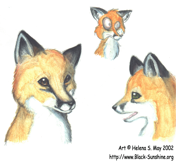 Fox scribbles