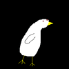 A Chicken Bird