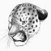 Leopard face...