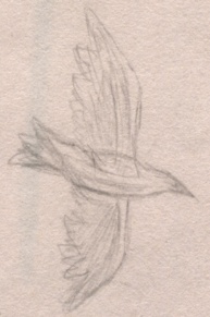 Gliding Crow Sketch